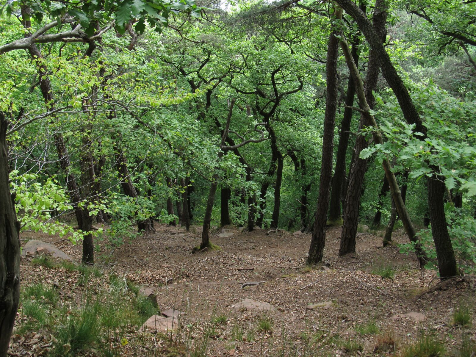 Canon PowerShot SX130 IS sample photo. Forest, trees, nature photography