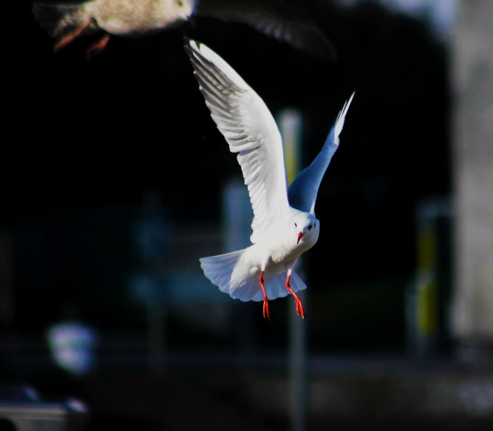Canon EF 75-300mm f/4-5.6 sample photo. Seagull, flight, bird photography