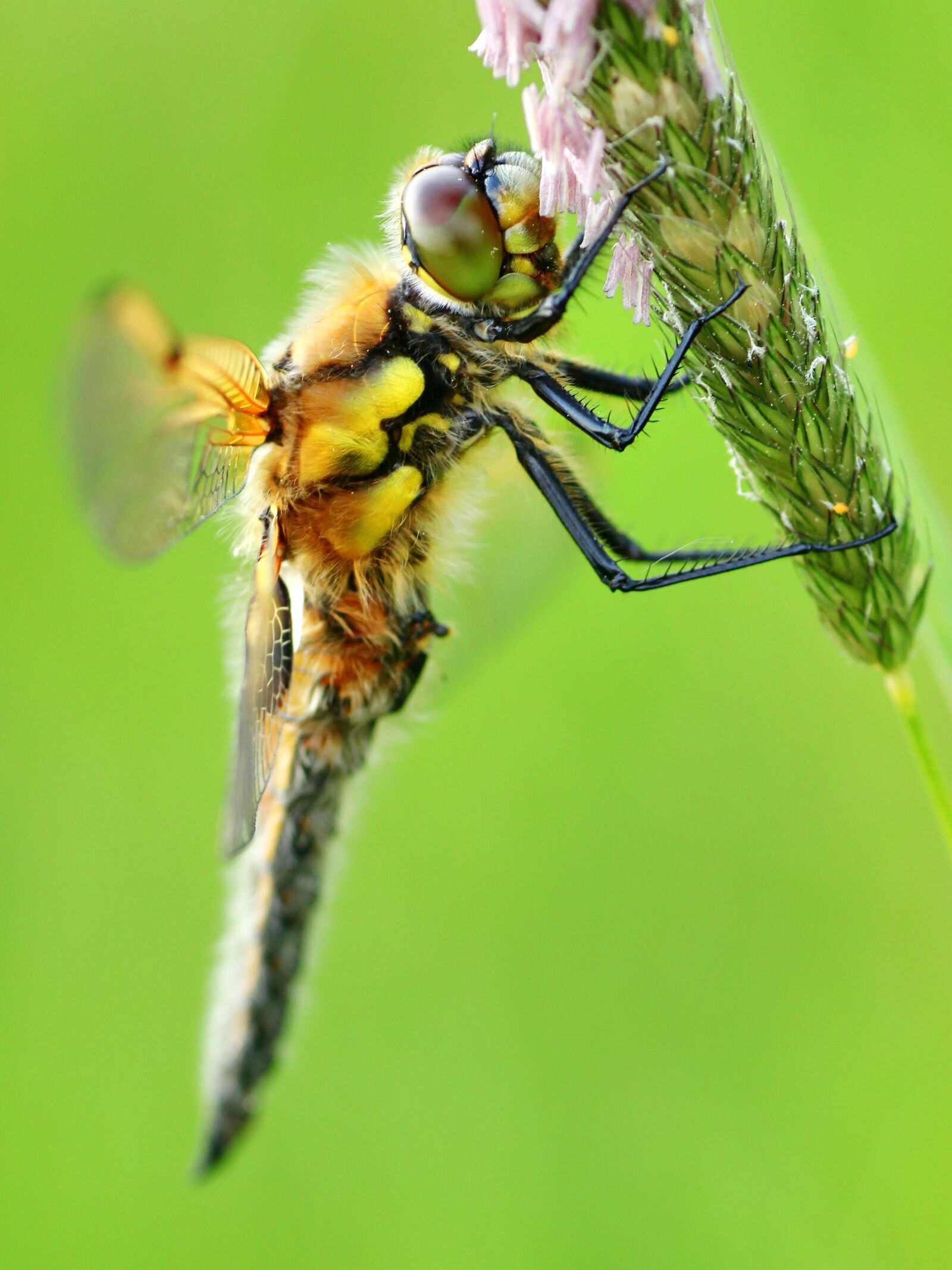 Tamron SP 90mm F2.8 Di VC USD 1:1 Macro sample photo. Dragonfly, four patch, four-spotted photography