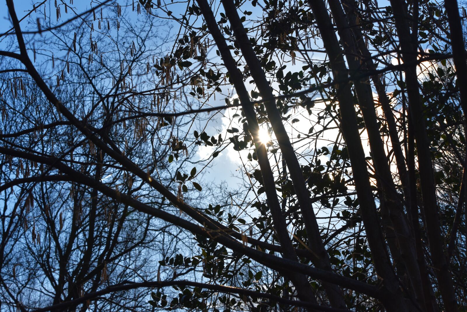 Nikon D750 sample photo. Branch, bare, winter tree photography