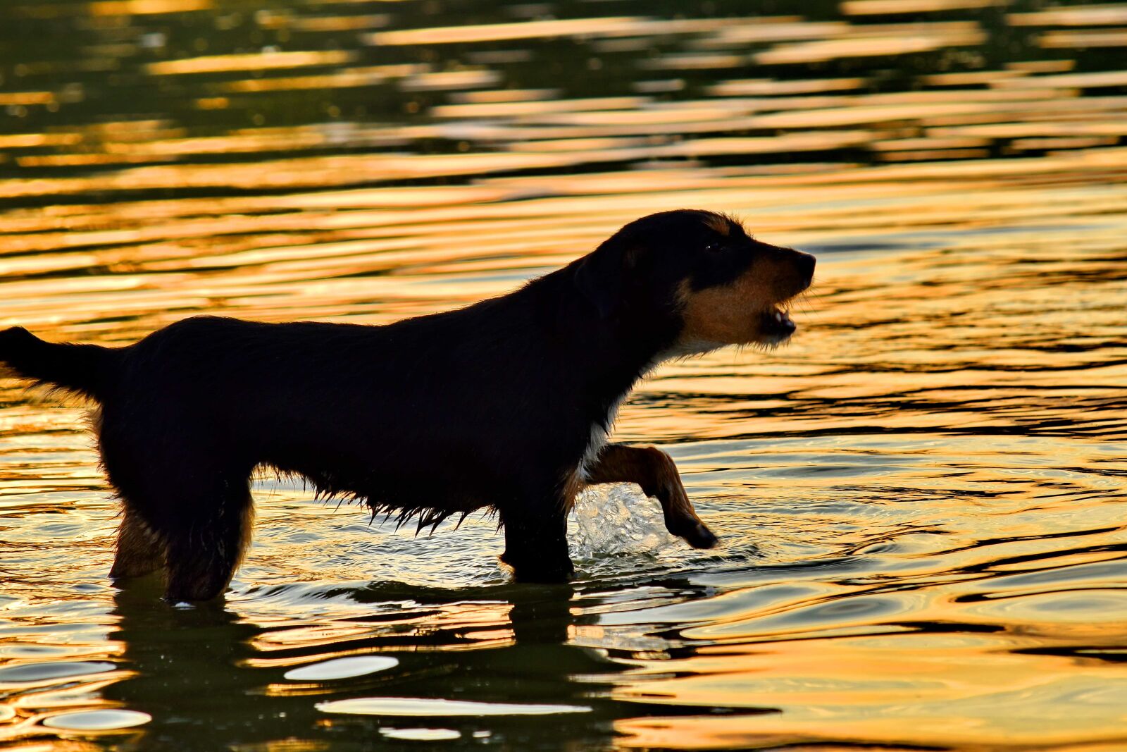 Nikon D5500 sample photo. Purebred, sunset, water, animal photography