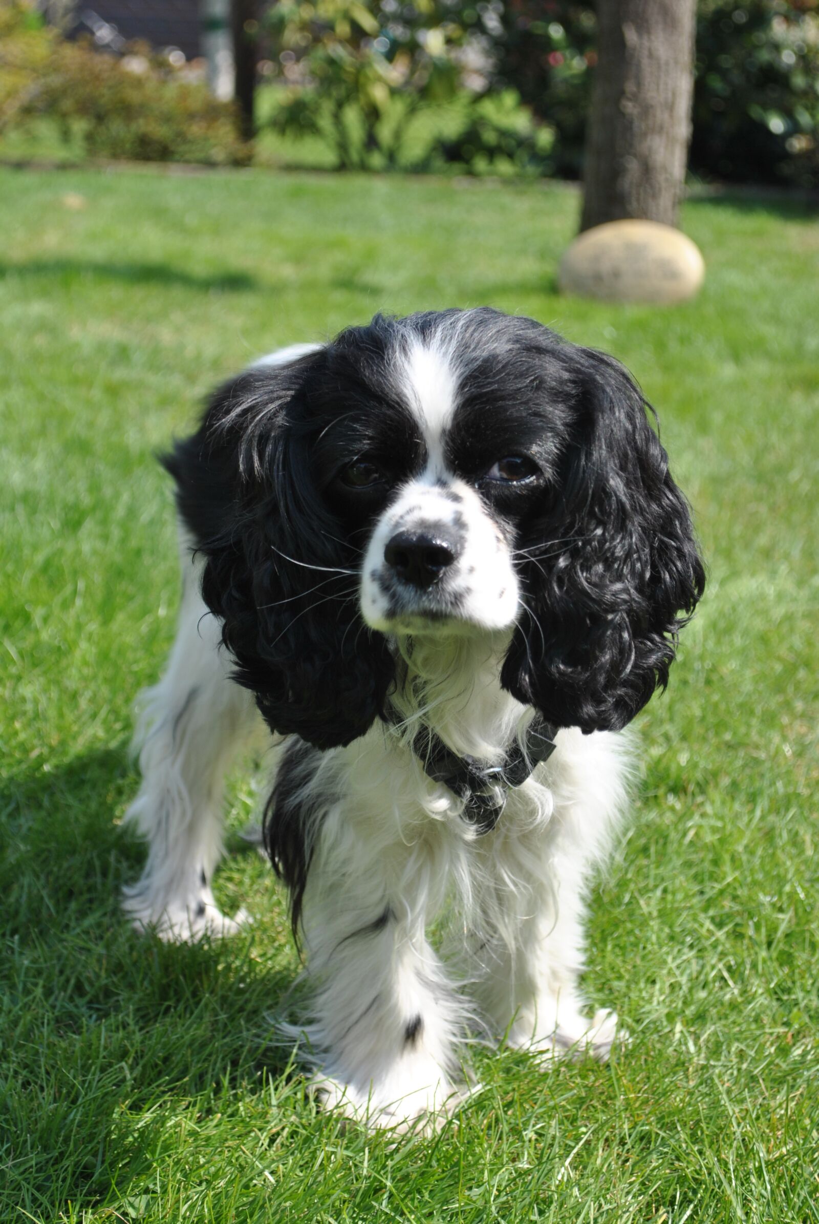 Nikon D3000 sample photo. Dog, pet, young photography