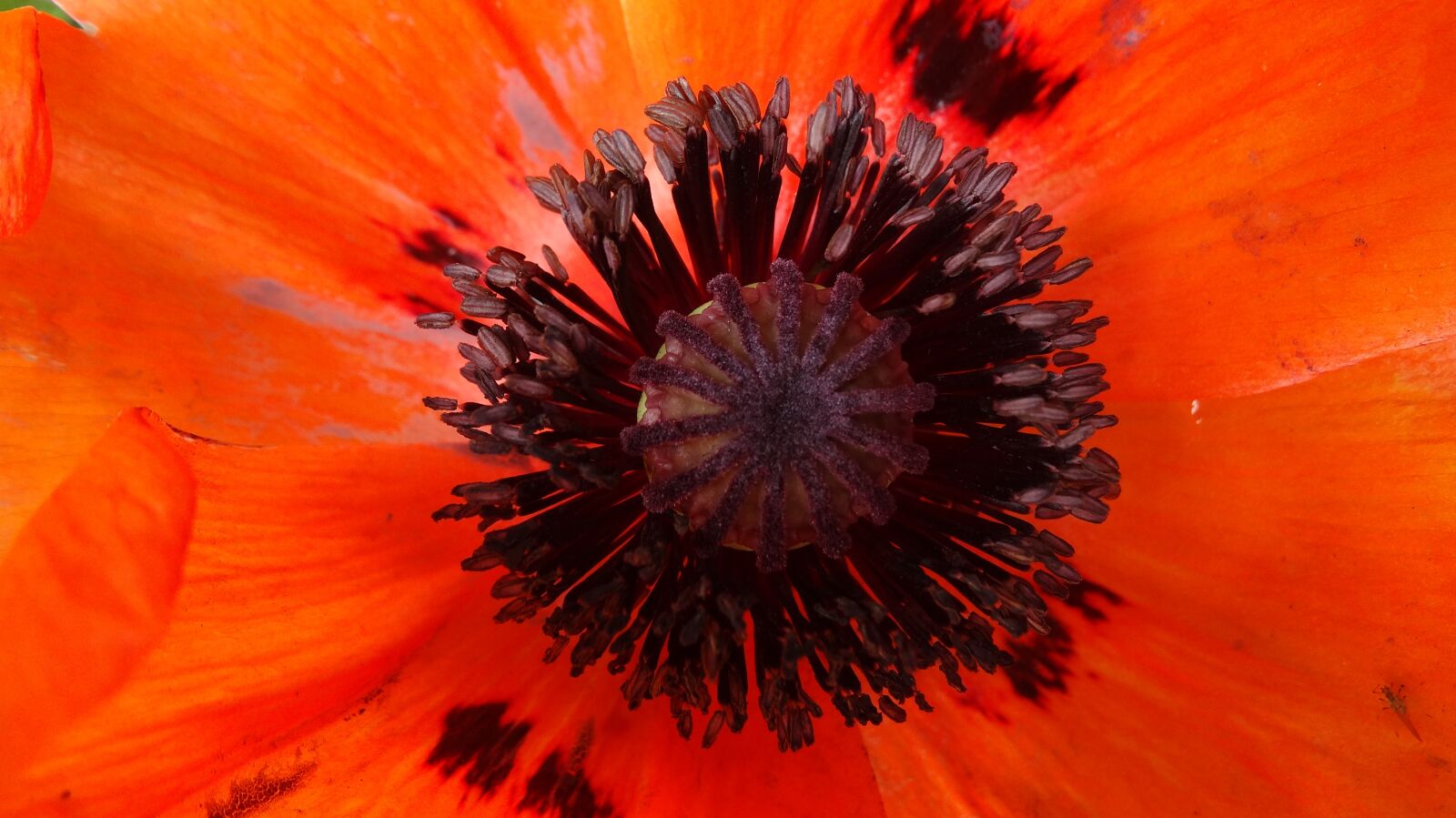 Sony Cyber-shot DSC-HX20V sample photo. Poppy, red, blossom photography