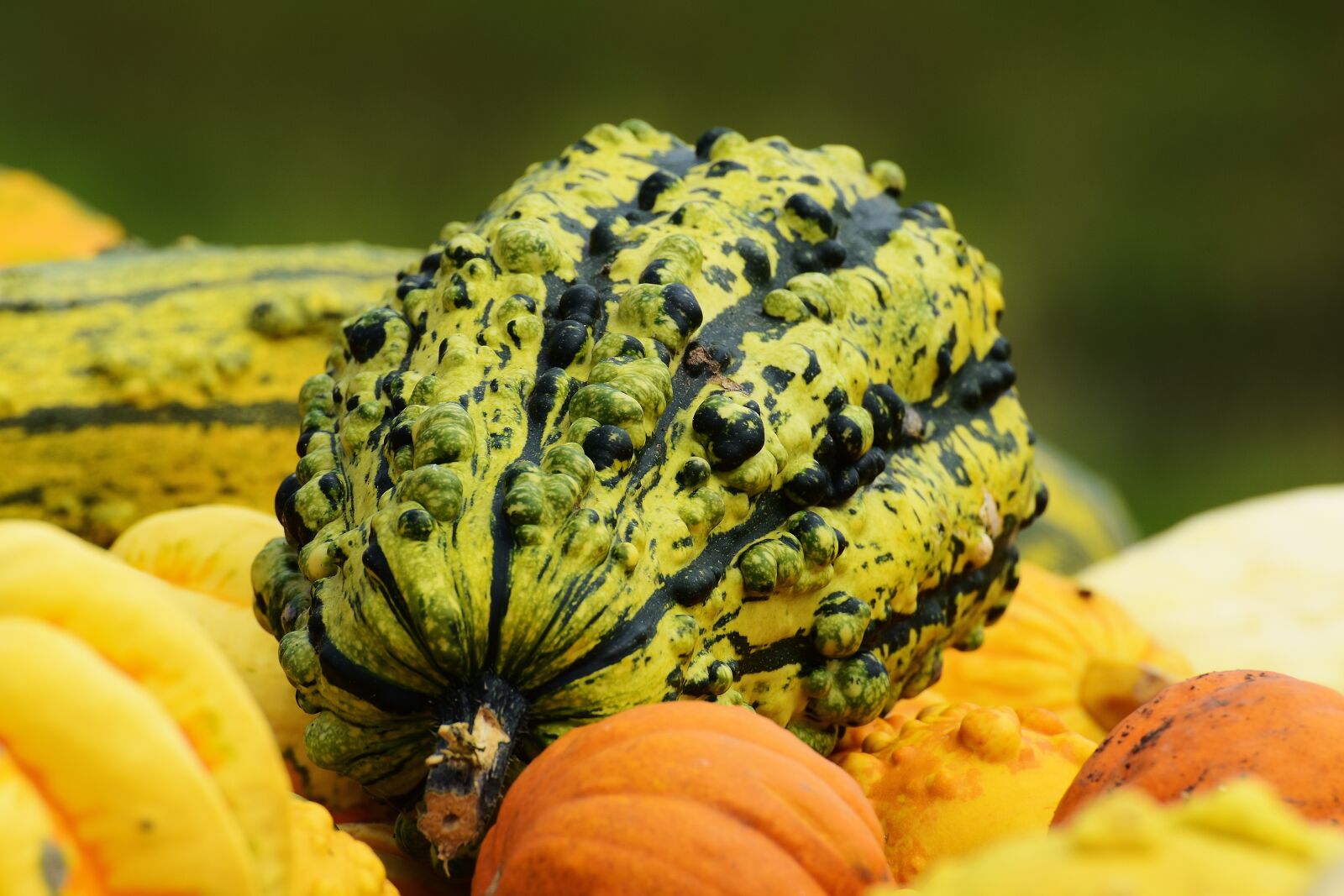 Nikon D7200 sample photo. Pumpkins, autumn, autumn decoration photography