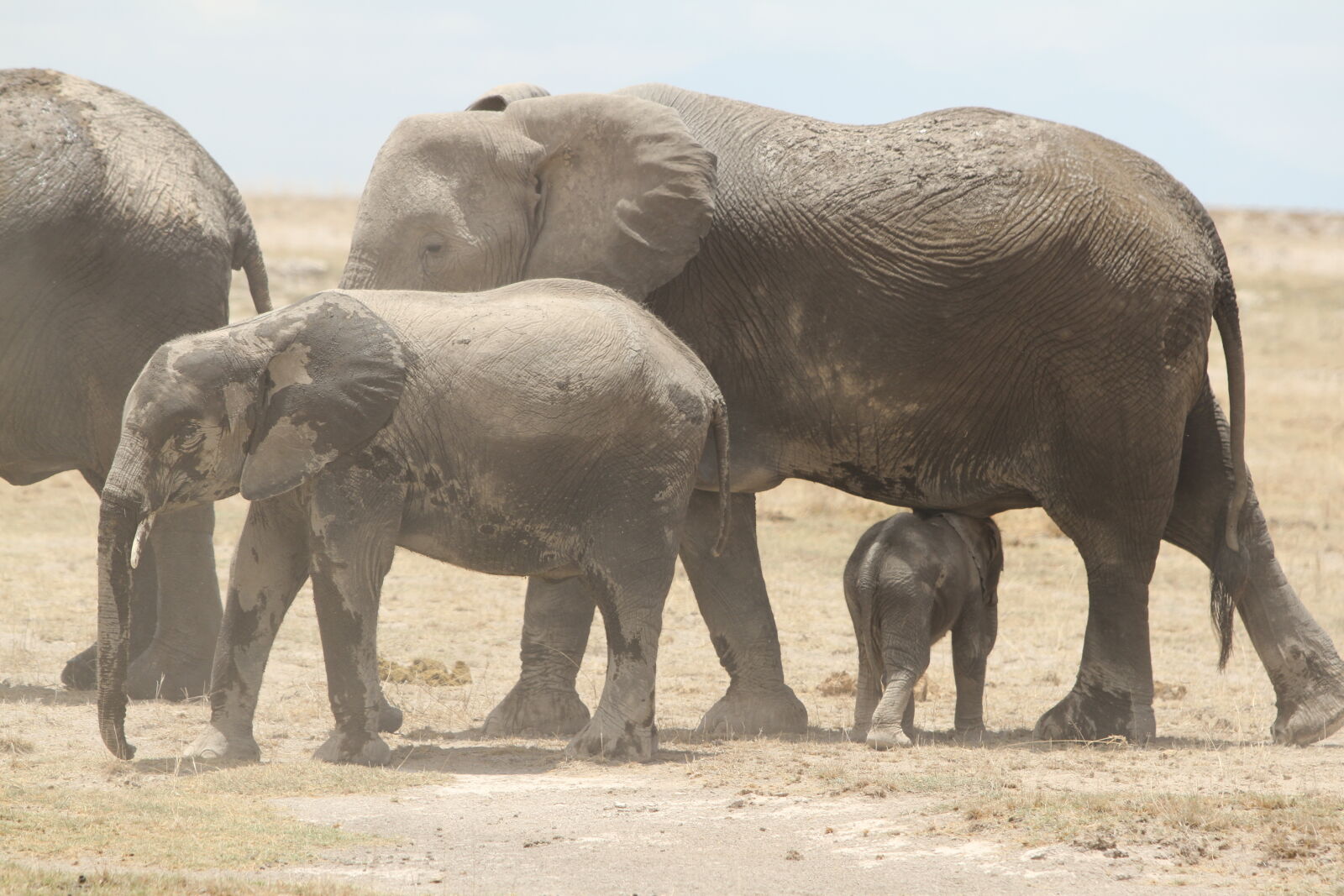 Canon EF 70-200mm F2.8L USM sample photo. Amboseli, national, park, elephants photography