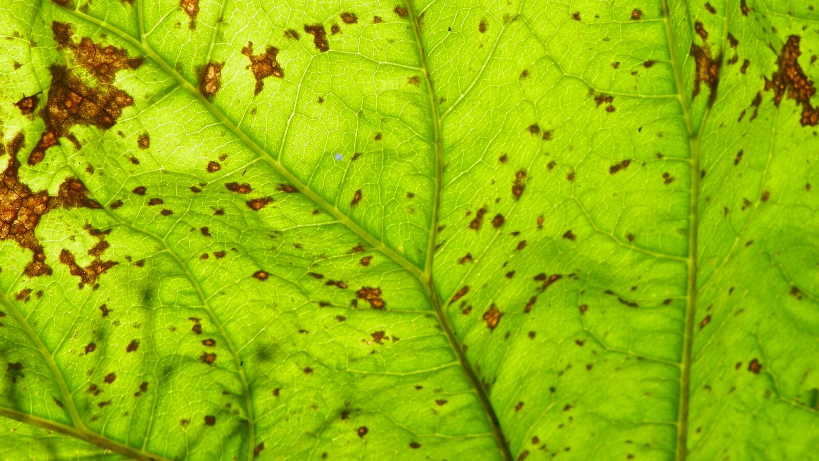 Kodak EasyShare Z981 sample photo. Leaf detail, foliage, green photography