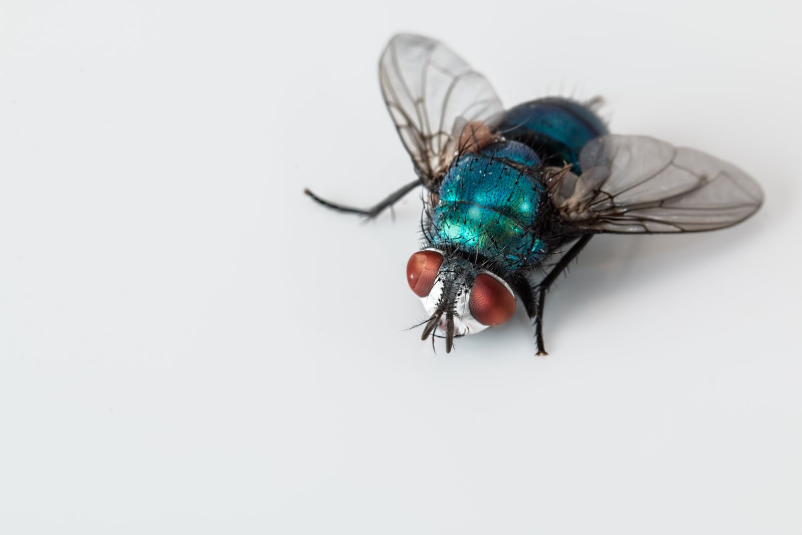 Canon EF 100mm F2.8L Macro IS USM sample photo. Blowfly, blue bottle fly photography