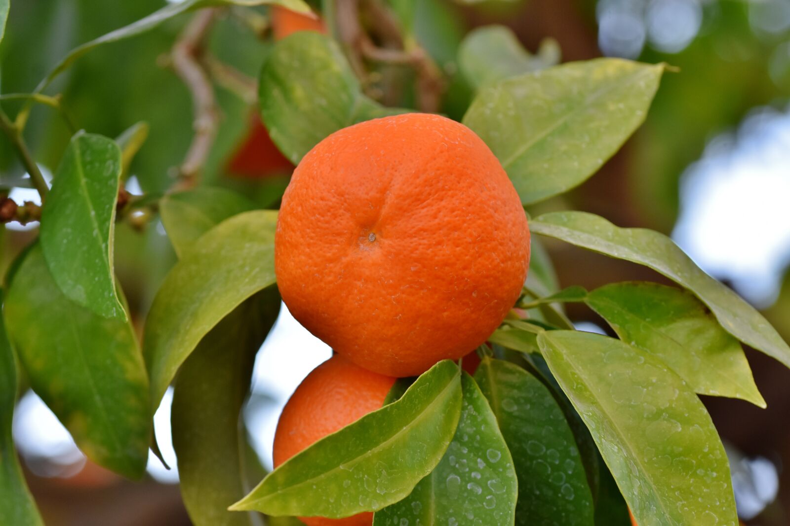 Nikon D7200 sample photo. Orange, orange tree, citrus photography