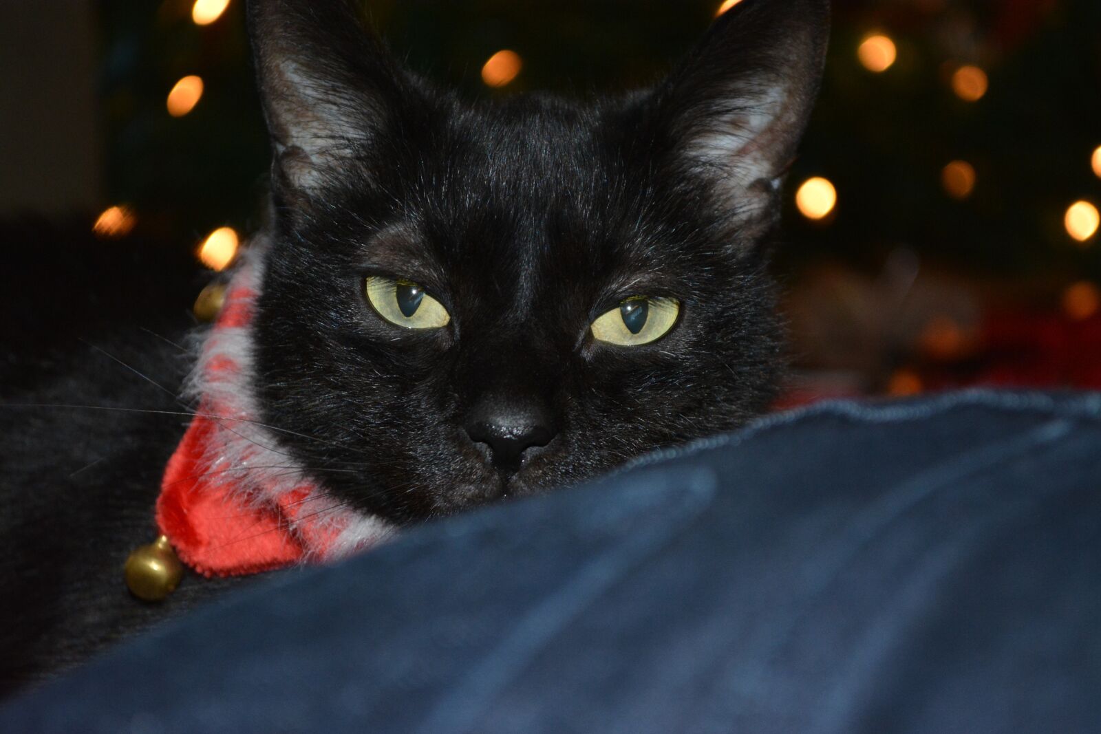 Nikon D5200 sample photo. Black cat, cat, christmas photography