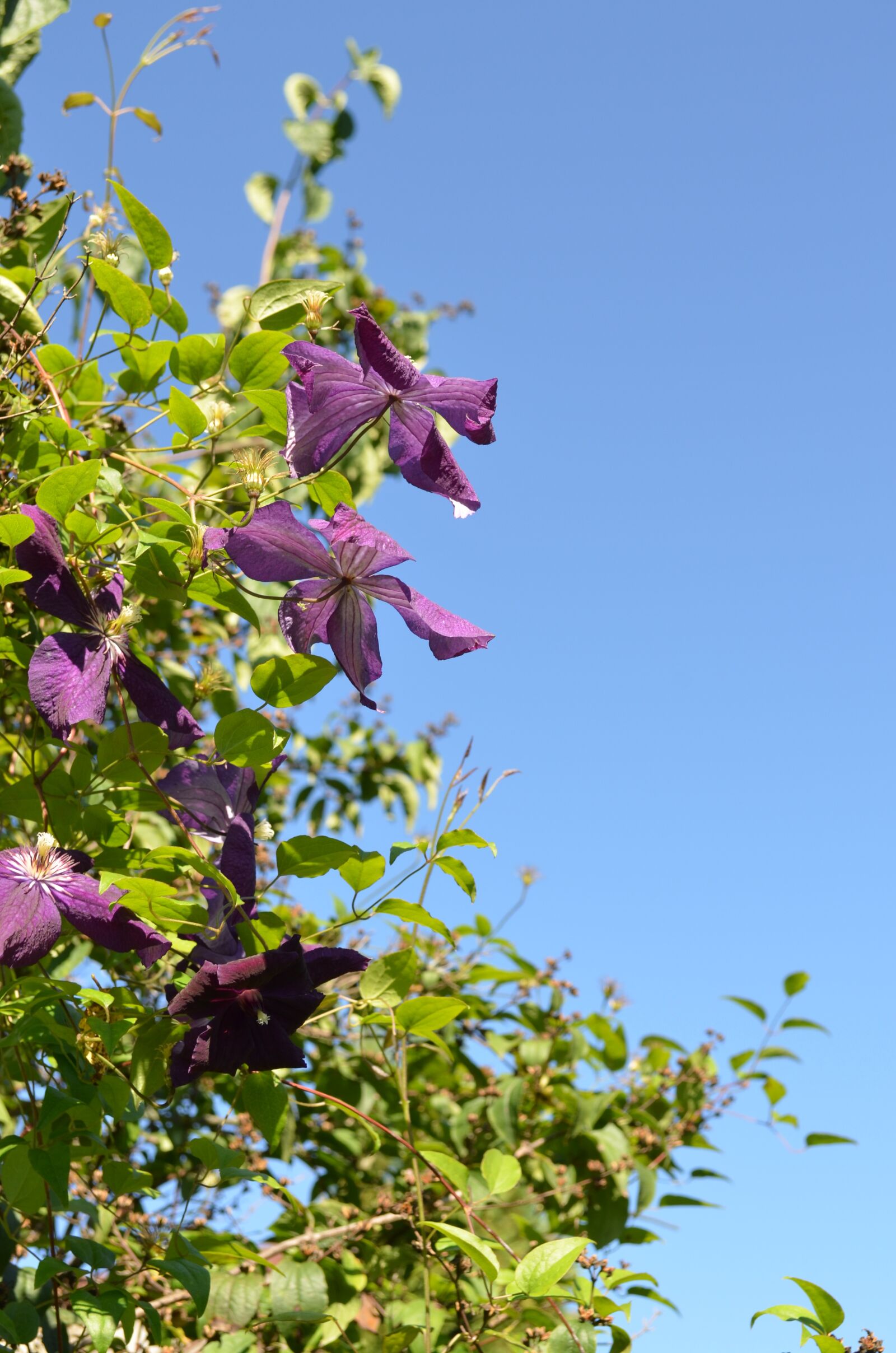 Nikon D5100 sample photo. Flowers, sky, summer photography