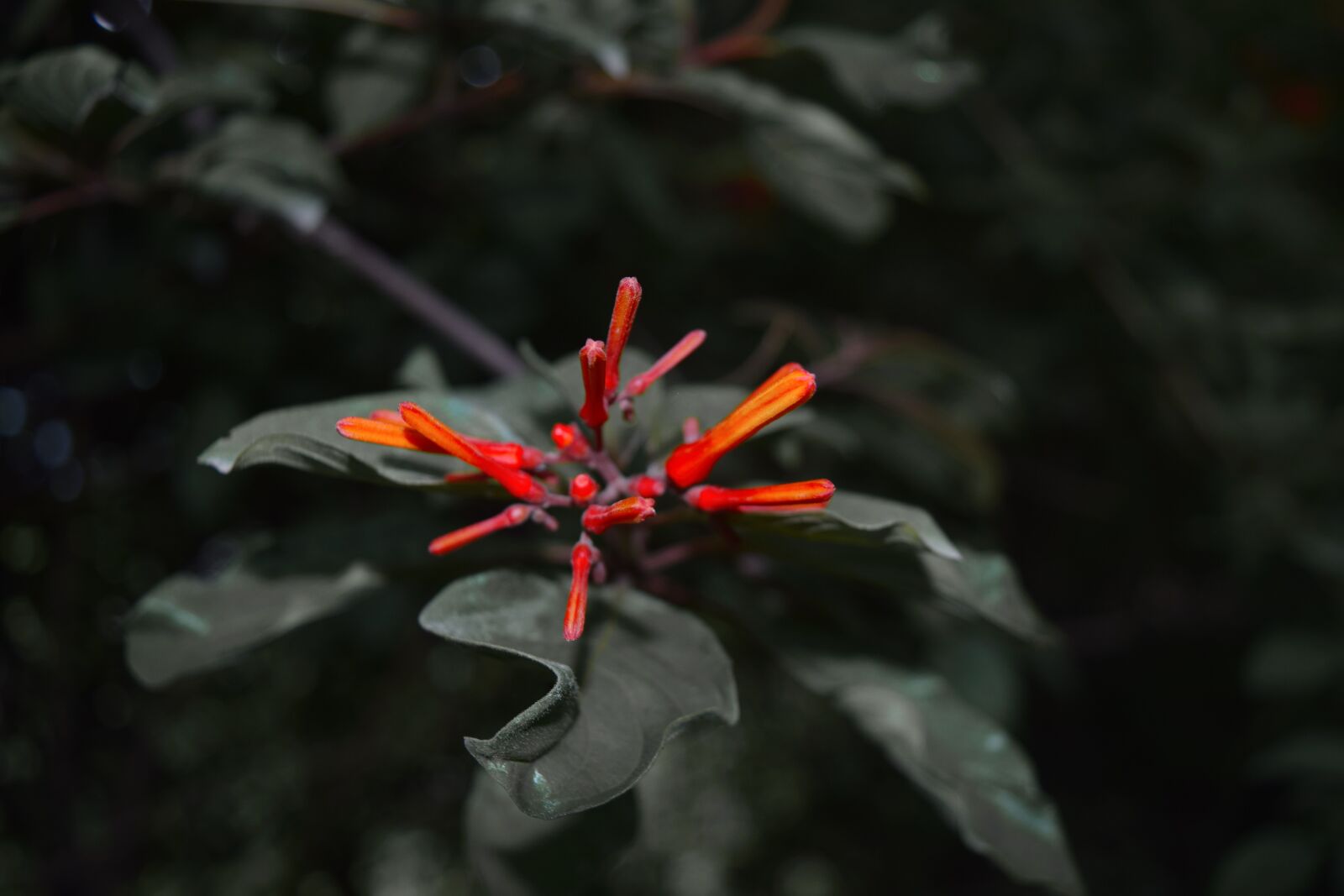 Nikon D3300 sample photo. Flower, nature, wild photography