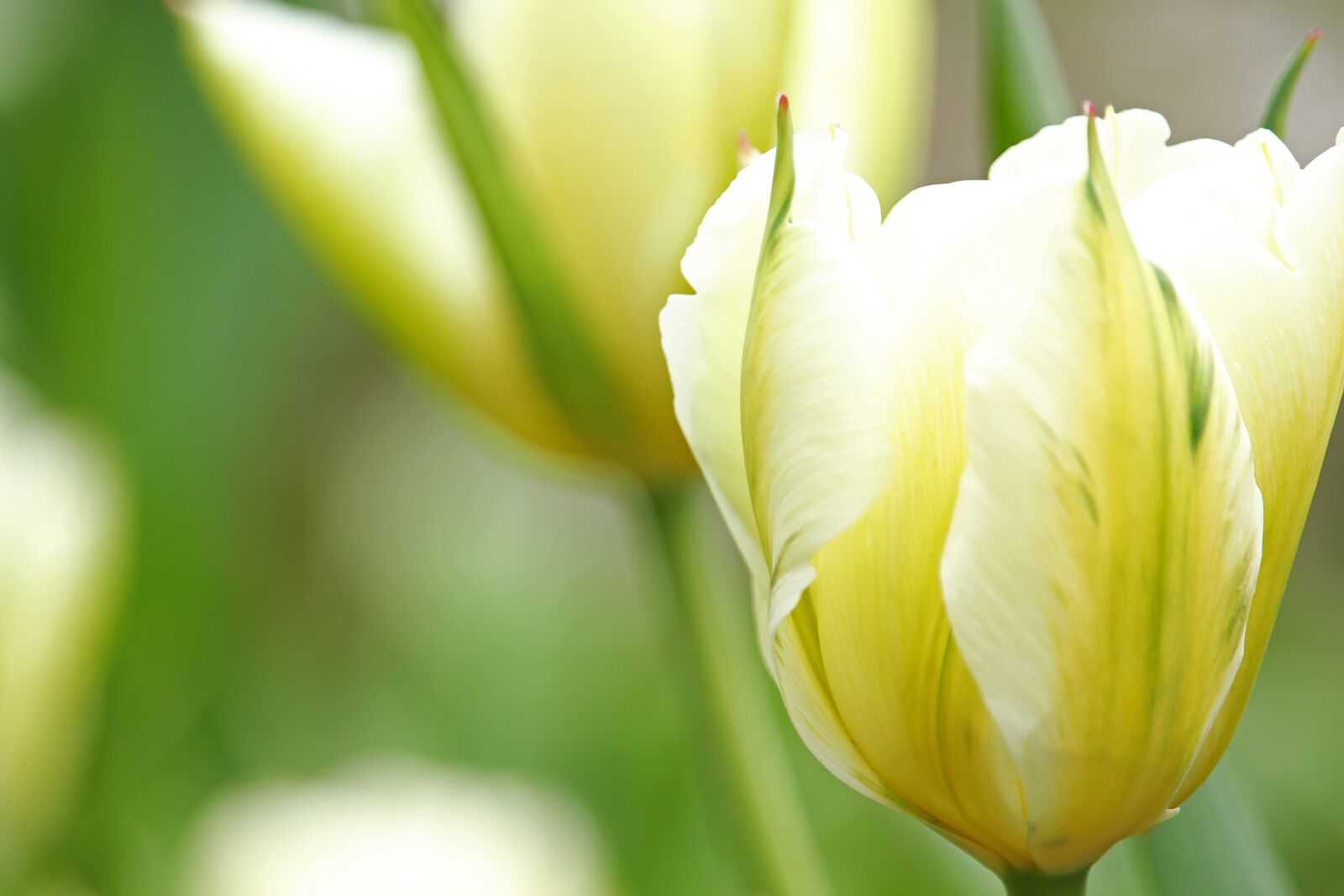 Canon EF-S 55-250mm F4-5.6 IS STM sample photo. White tumor, tulip, spring photography