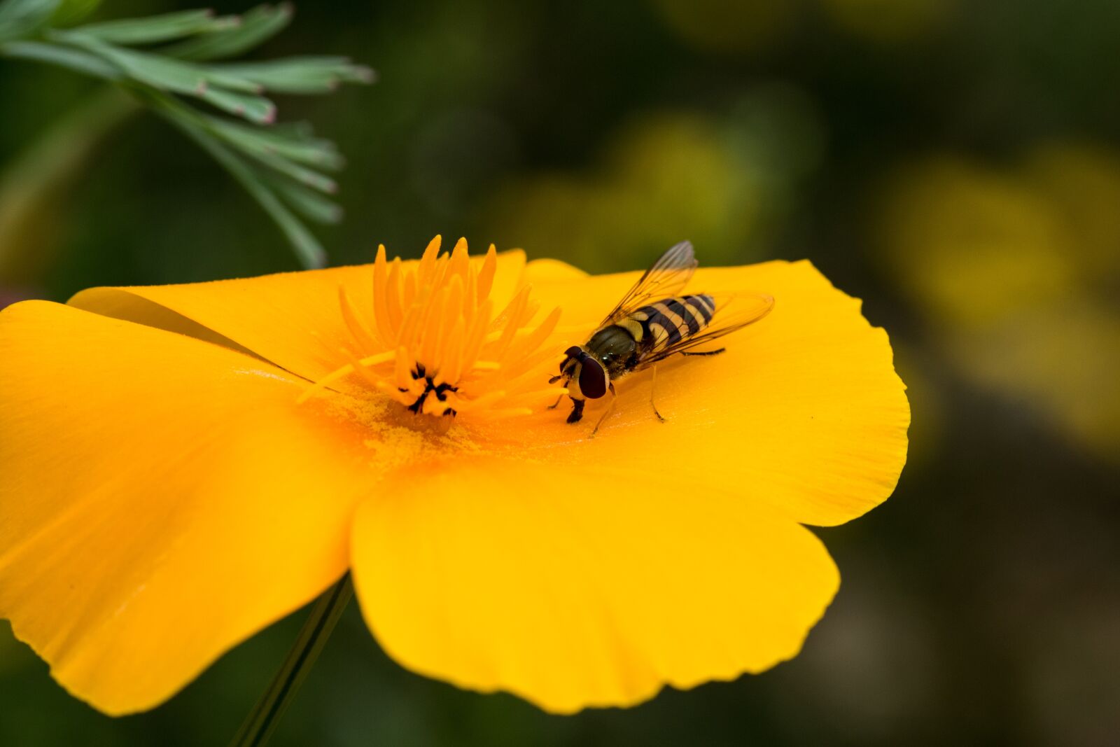 Canon EOS 7D Mark II sample photo. Hover fly, insect, nature photography