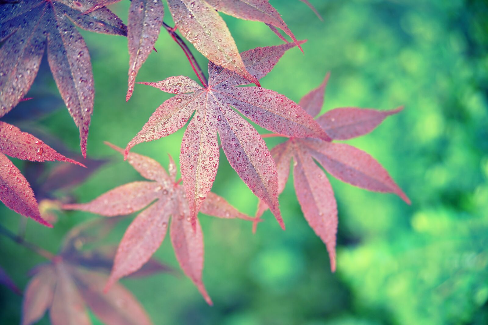 Sony a7 II sample photo. Maple, leaves, red photography