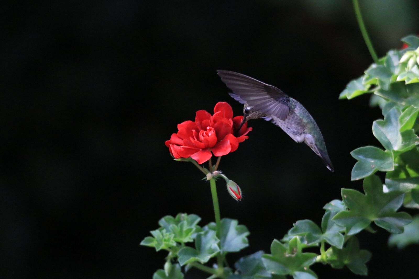 Canon EOS 80D sample photo. Hummingbird, flower, bird photography