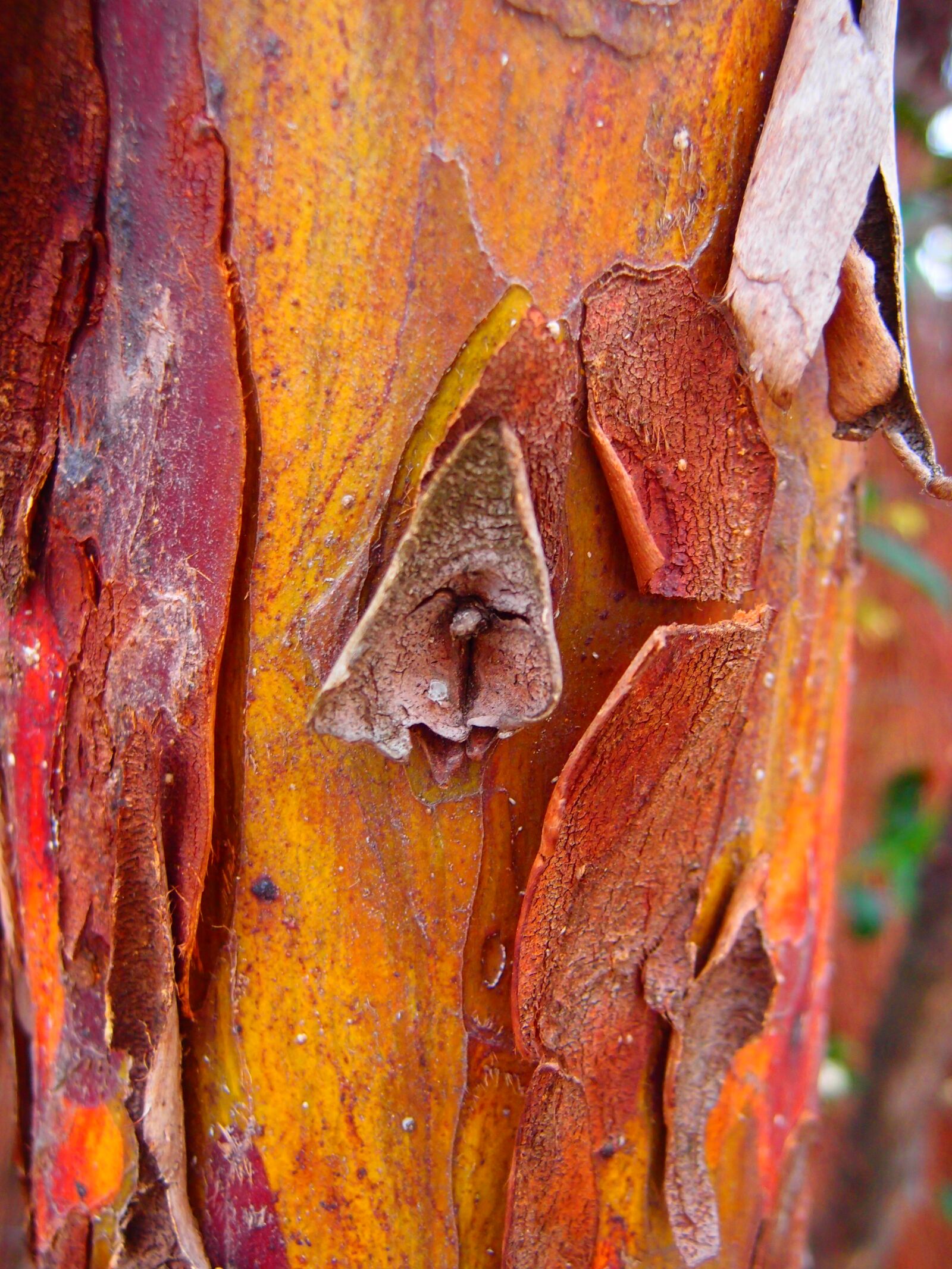 Olympus XZ-1 sample photo. Bark, tree, texture photography