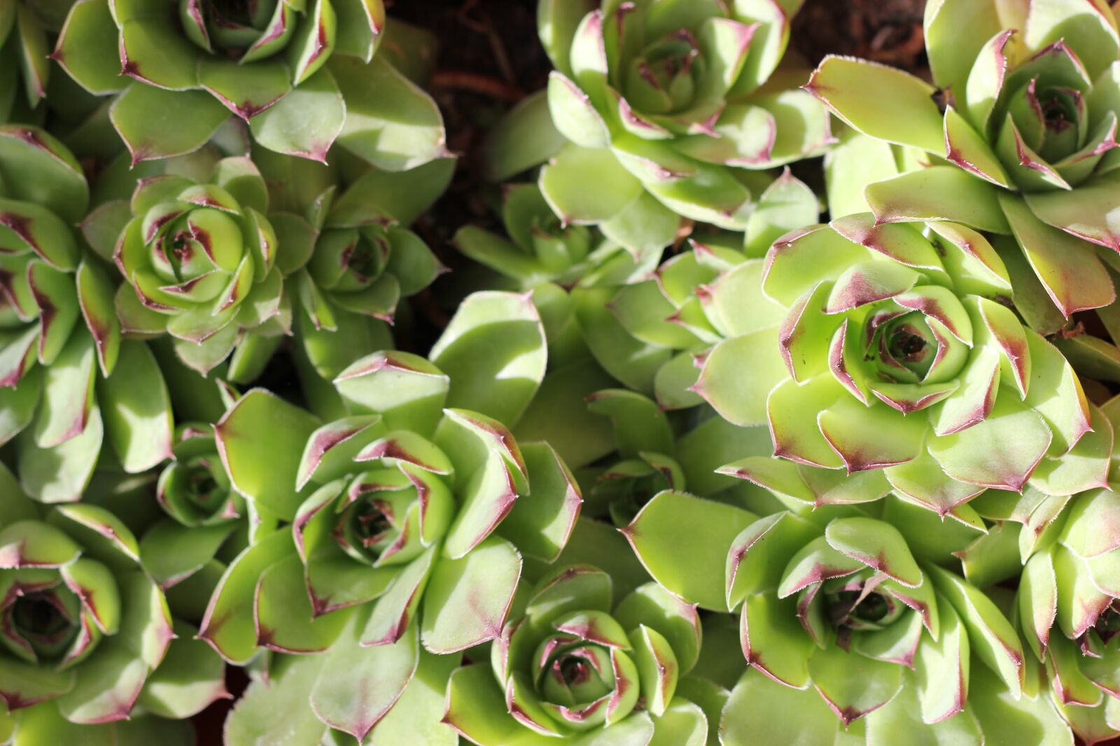 Canon EOS 550D (EOS Rebel T2i / EOS Kiss X4) sample photo. Sempervivum tectorum, houseleek, plant photography