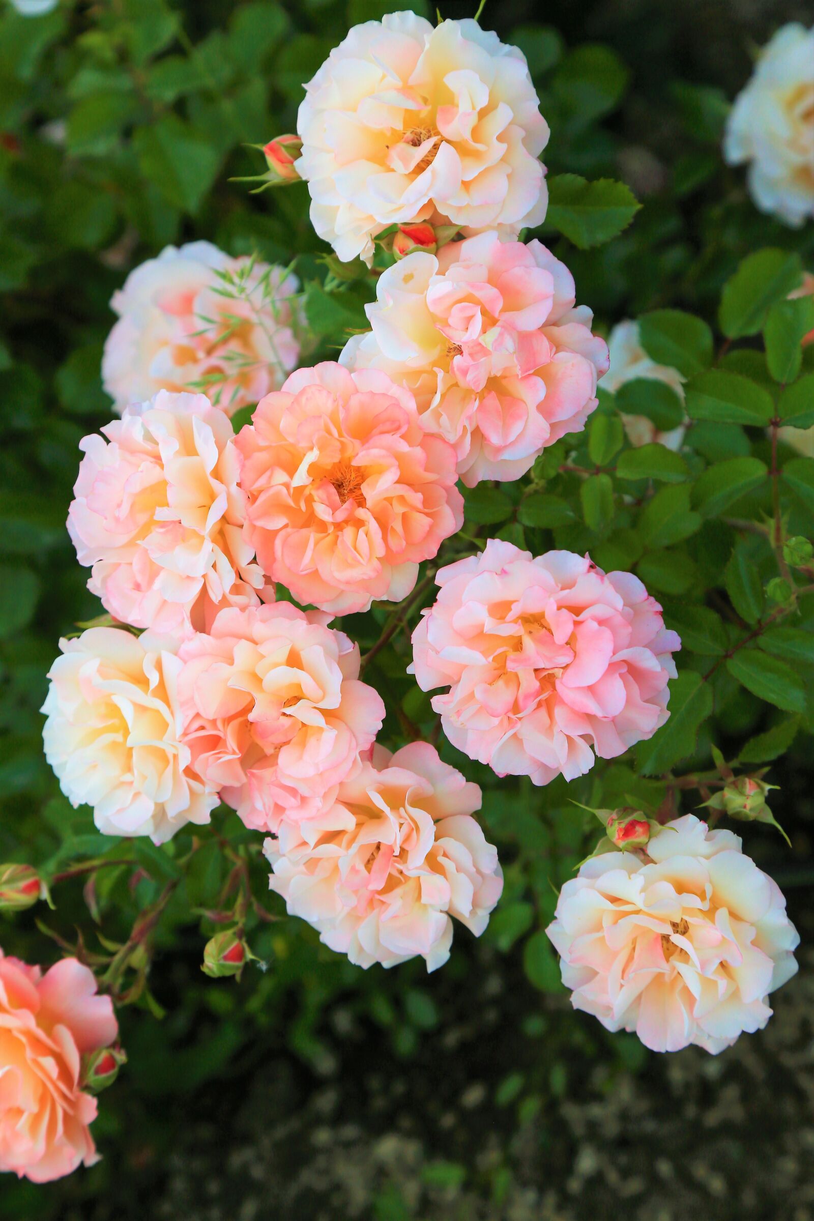 Canon EOS 5D Mark III sample photo. Rose, red, beautiful photography