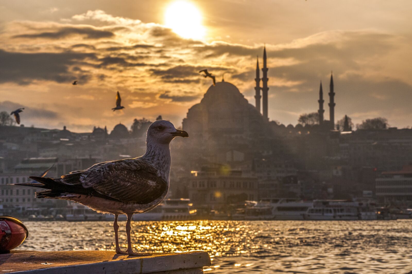Nikon D5000 sample photo. Seagull, marine, cami photography