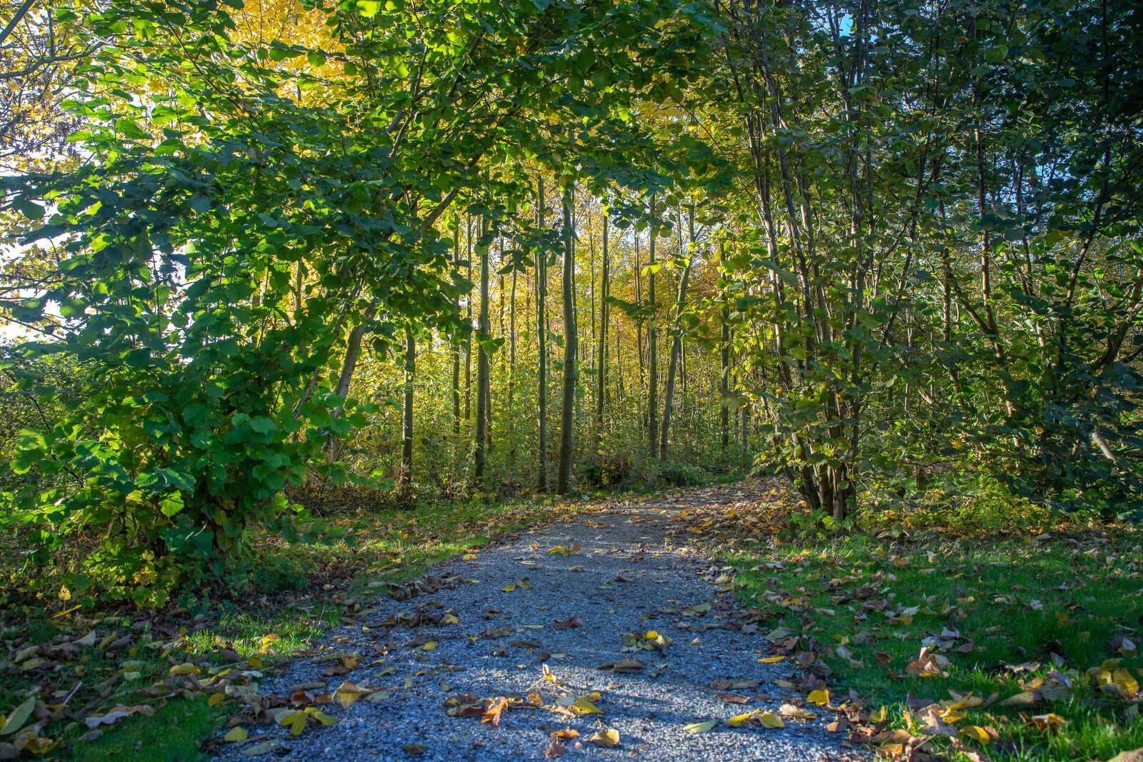 Canon EOS 6D Mark II sample photo. Nature, park, autumn photography