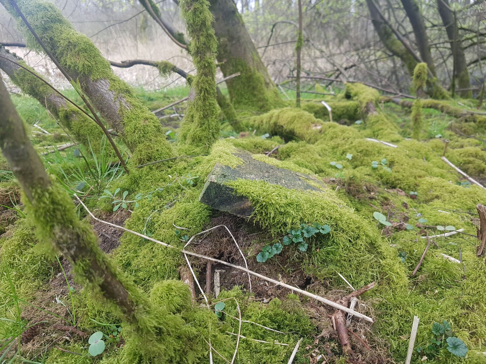 Samsung Galaxy S7 Edge sample photo. Forest, moss, abandoned photography