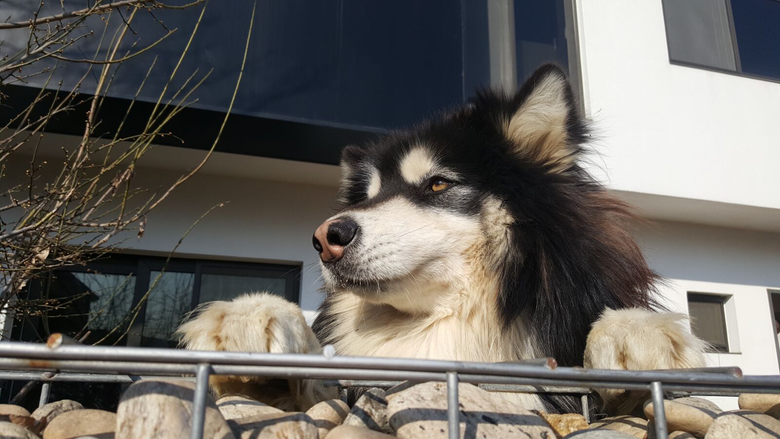 Samsung Galaxy Note5 sample photo. Dog, puppy, stone wall photography