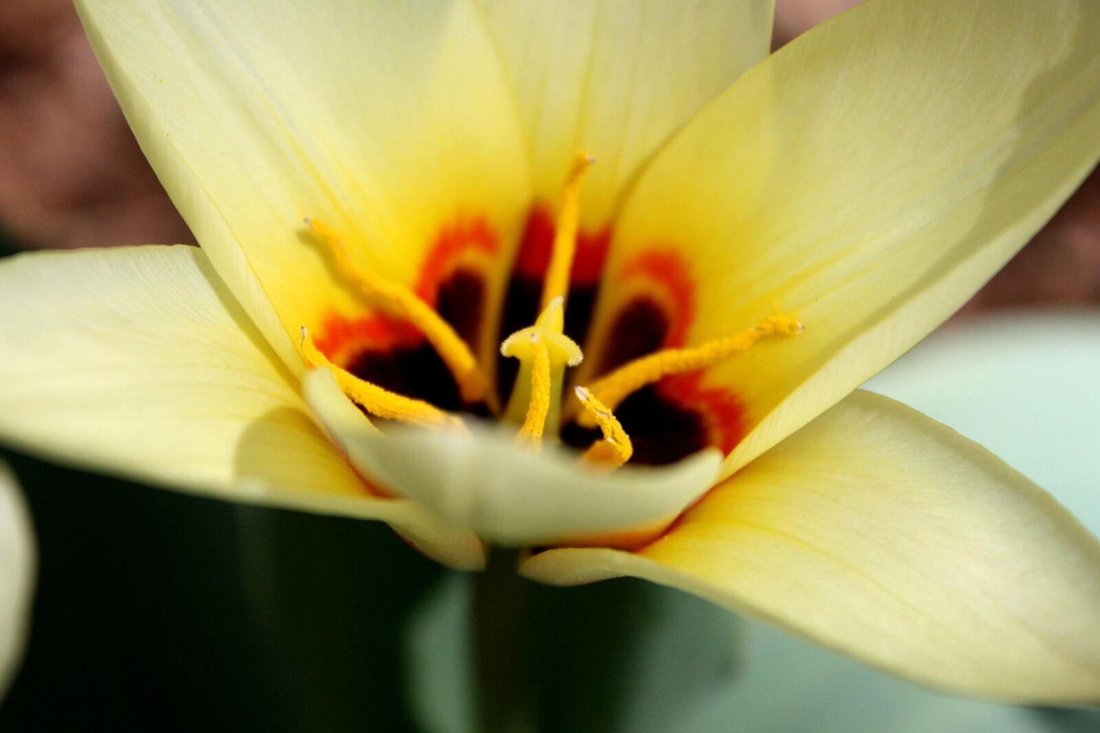 f/3.5-5.6 IS sample photo. Yellow, waterlily, tulip, pistil photography