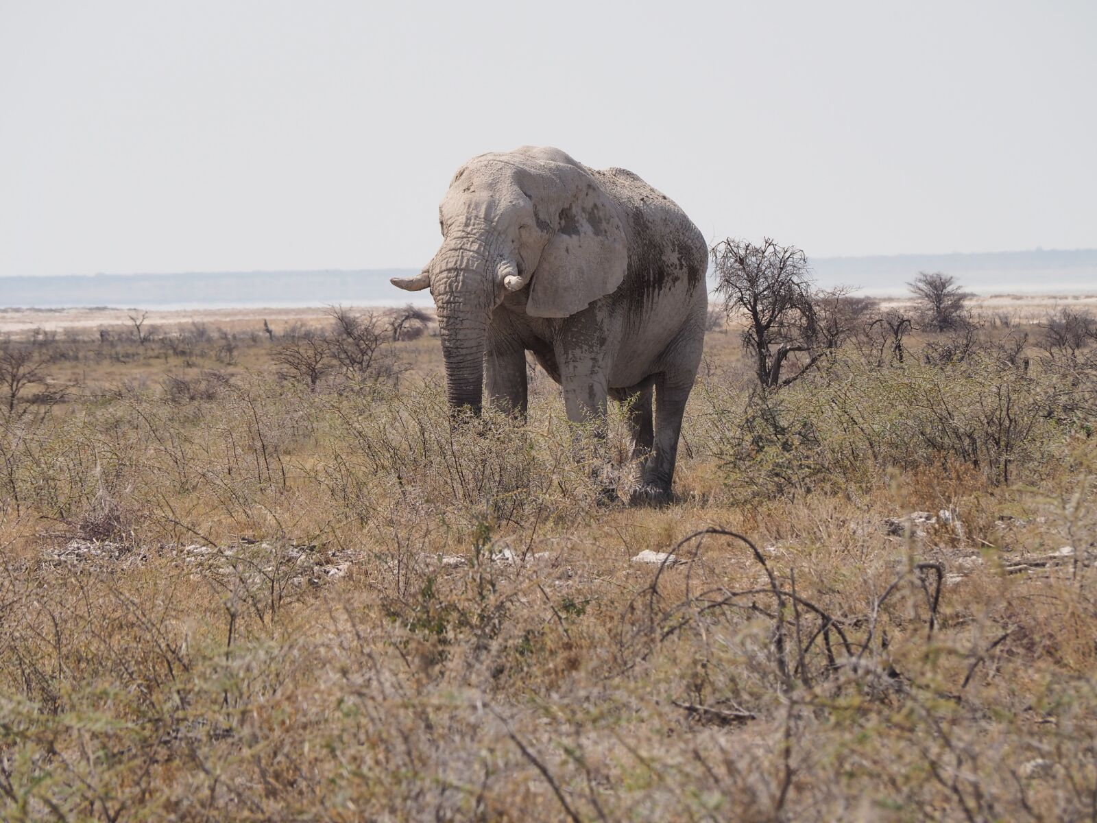 Olympus OM-D E-M10 sample photo. Africa, elephant, etosha photography