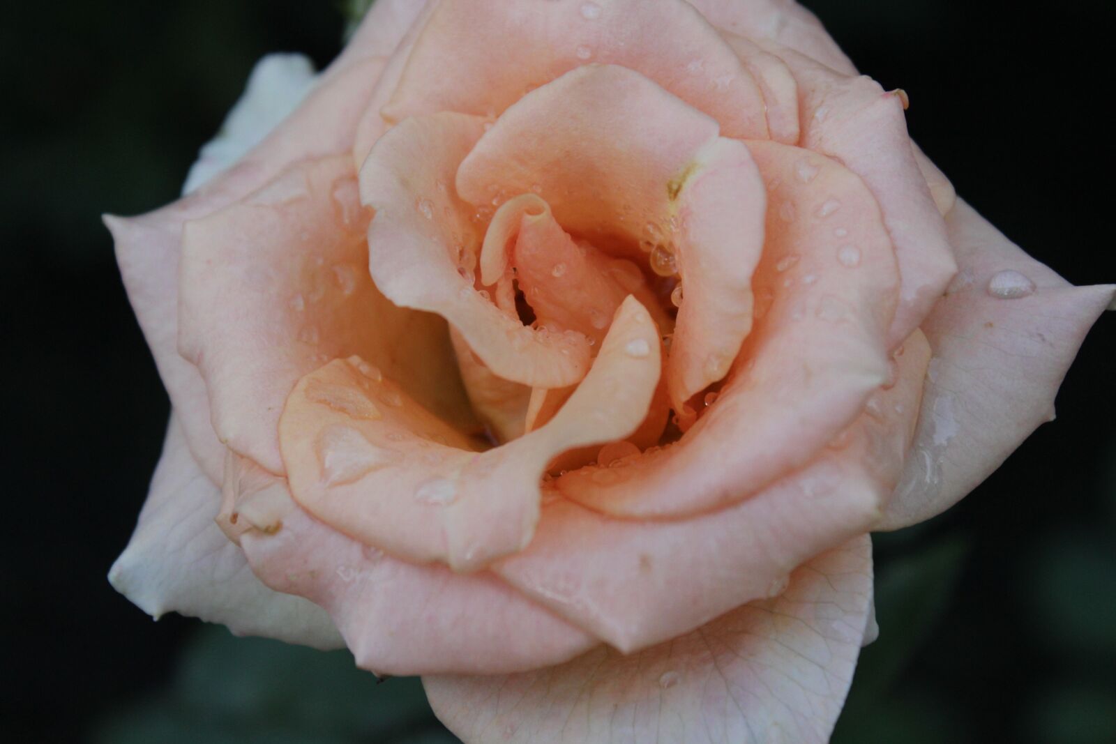 Canon EOS 600D (Rebel EOS T3i / EOS Kiss X5) sample photo. Rose, garden, nature photography