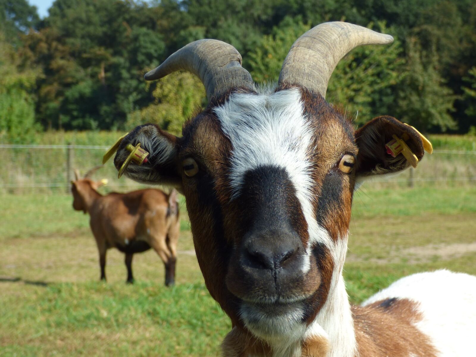Panasonic DMC-FZ72 sample photo. Goat, bock, horns photography
