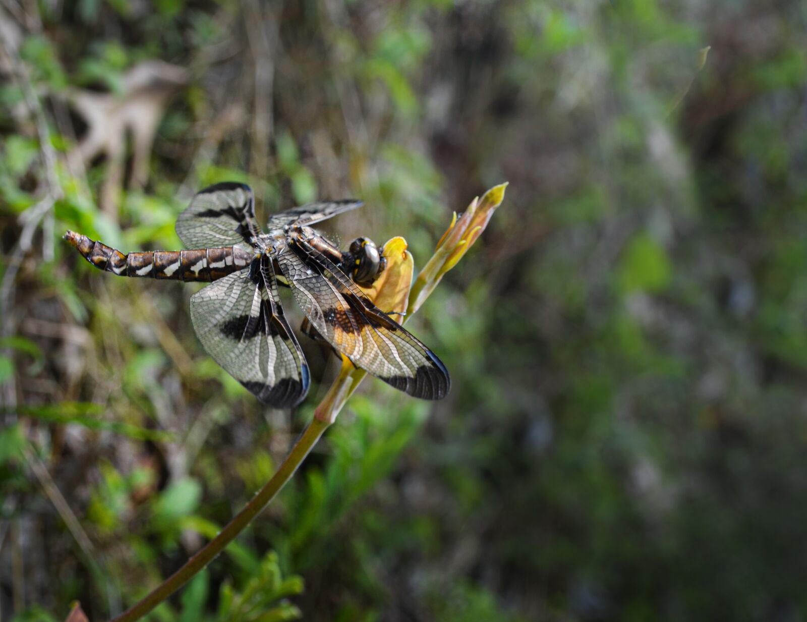 Nikon D5100 sample photo. Dragonfly, insect, nature photography