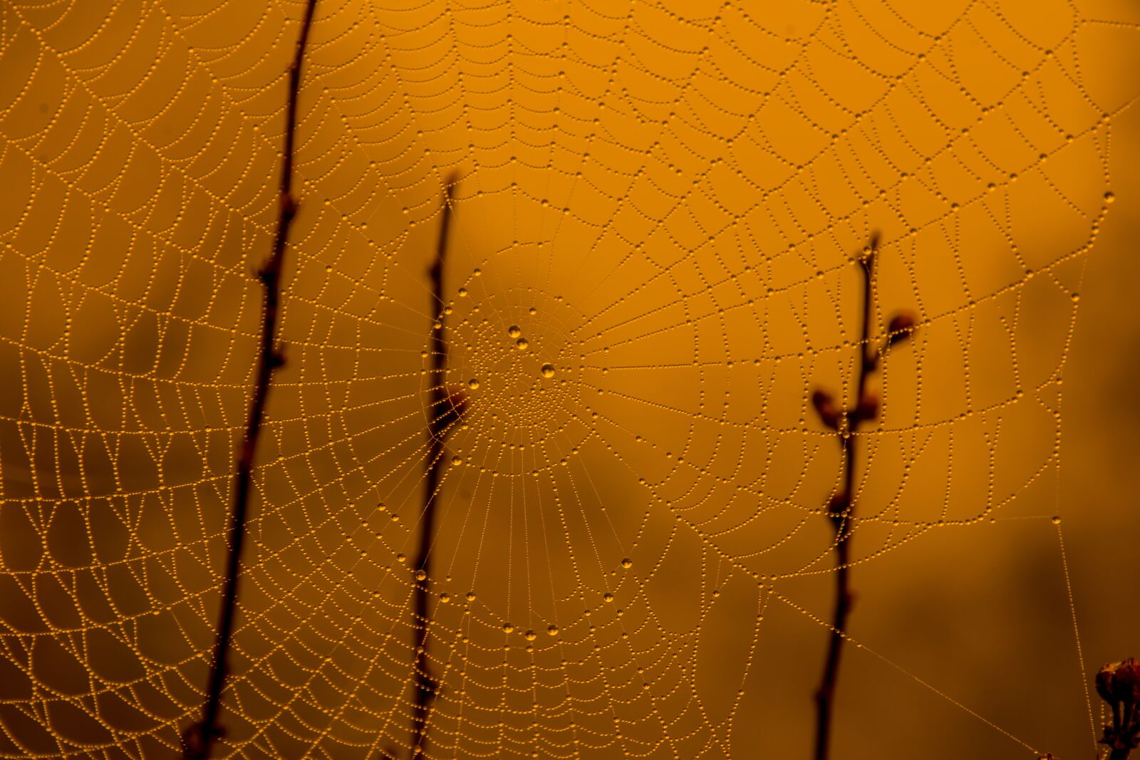Nikon D7200 sample photo. Spider, web, insects photography
