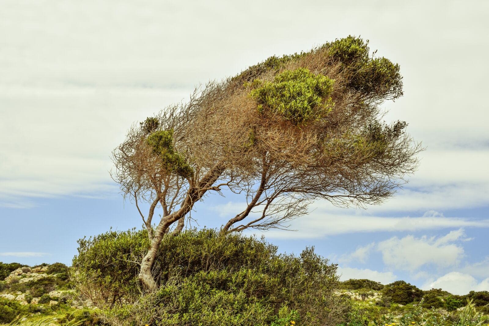 Nikon D3300 sample photo. Tree, sky, clouds photography