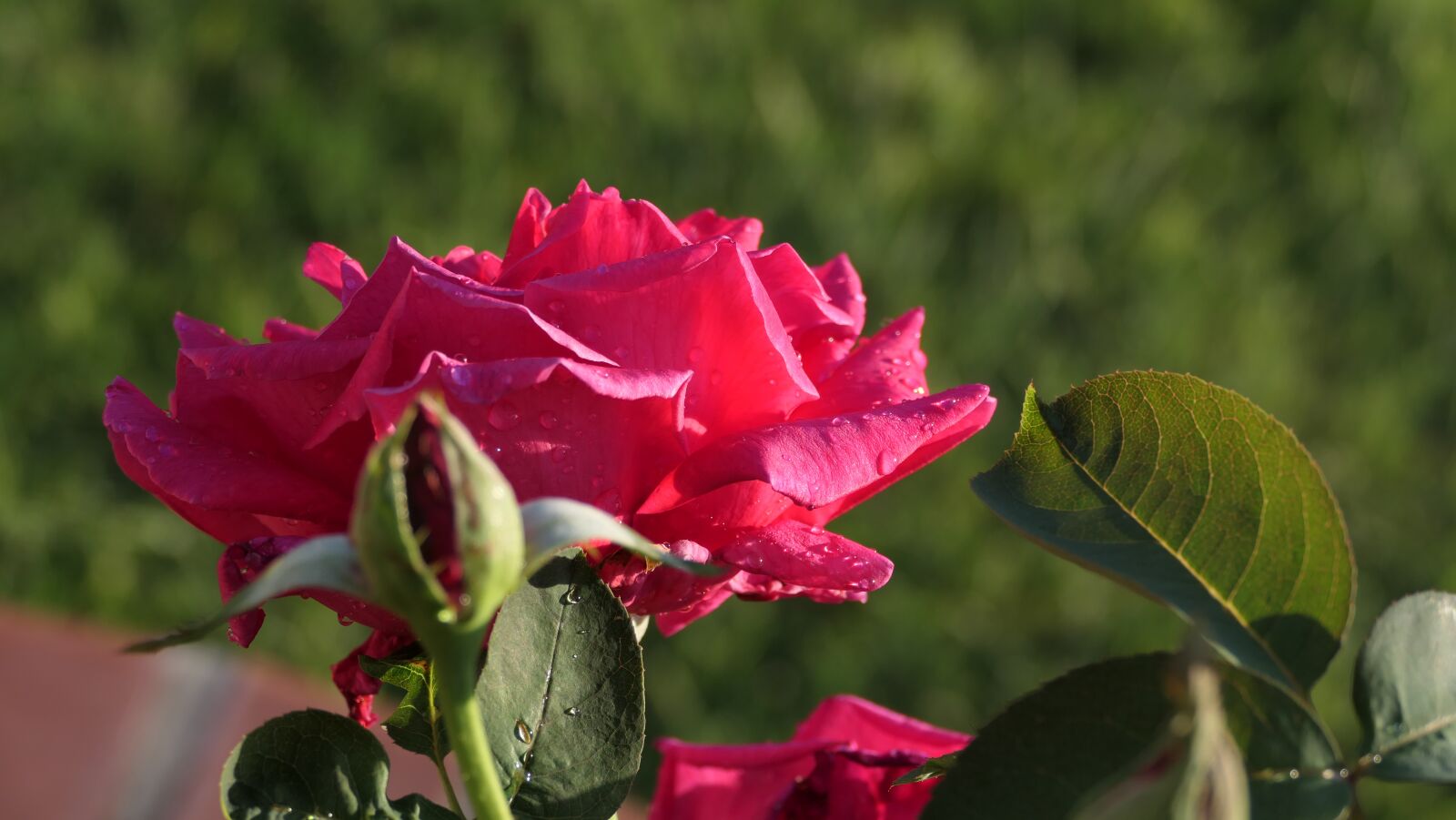 Panasonic DC-FZ10002 sample photo. Rose, petals, pink rose photography