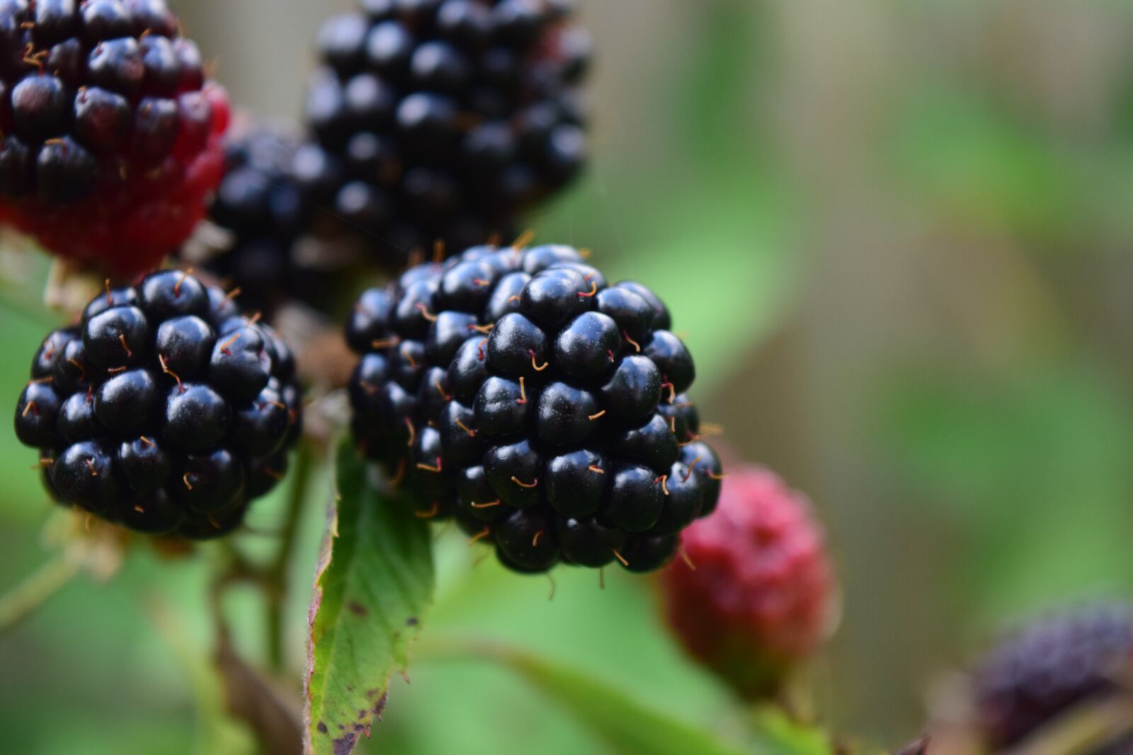 Nikon D3300 sample photo. Blackberries, close up, ripe photography