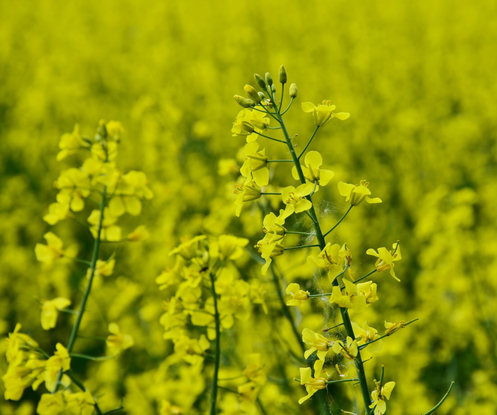 Nikon D7200 sample photo. Oilseed rape, rape blossom photography