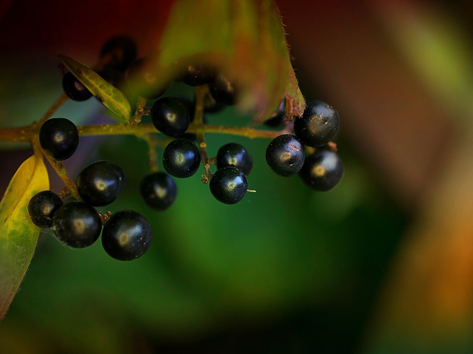 Nikon D3300 sample photo. Fruit, flower, nature photography