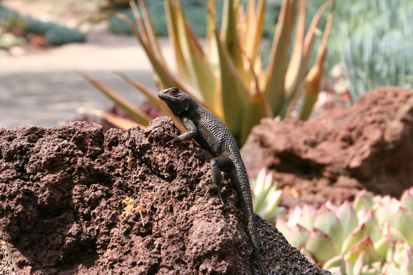 Canon EOS 350D (EOS Digital Rebel XT / EOS Kiss Digital N) sample photo. Lizard, desert, reptile photography