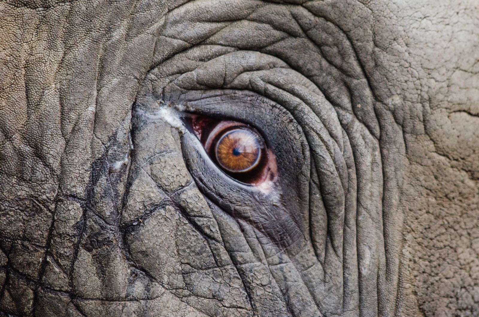 Nikon D7000 sample photo. Animal, elephant, eye photography