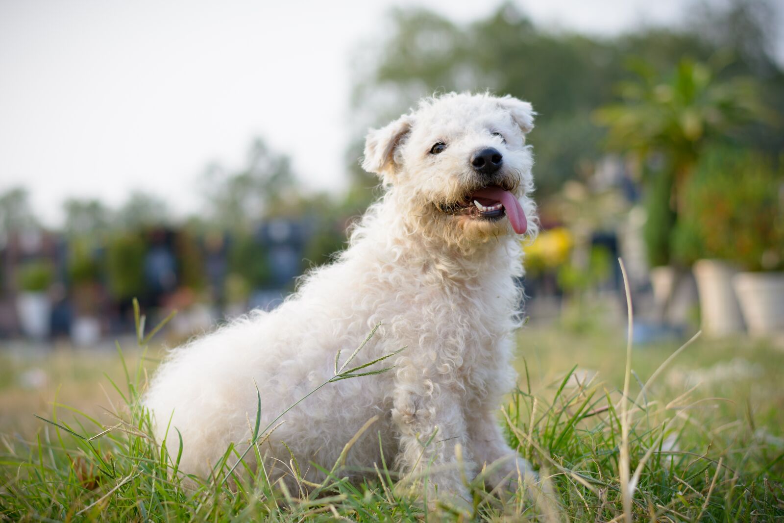 Nikon D7100 sample photo. Dog, animal, pet photography