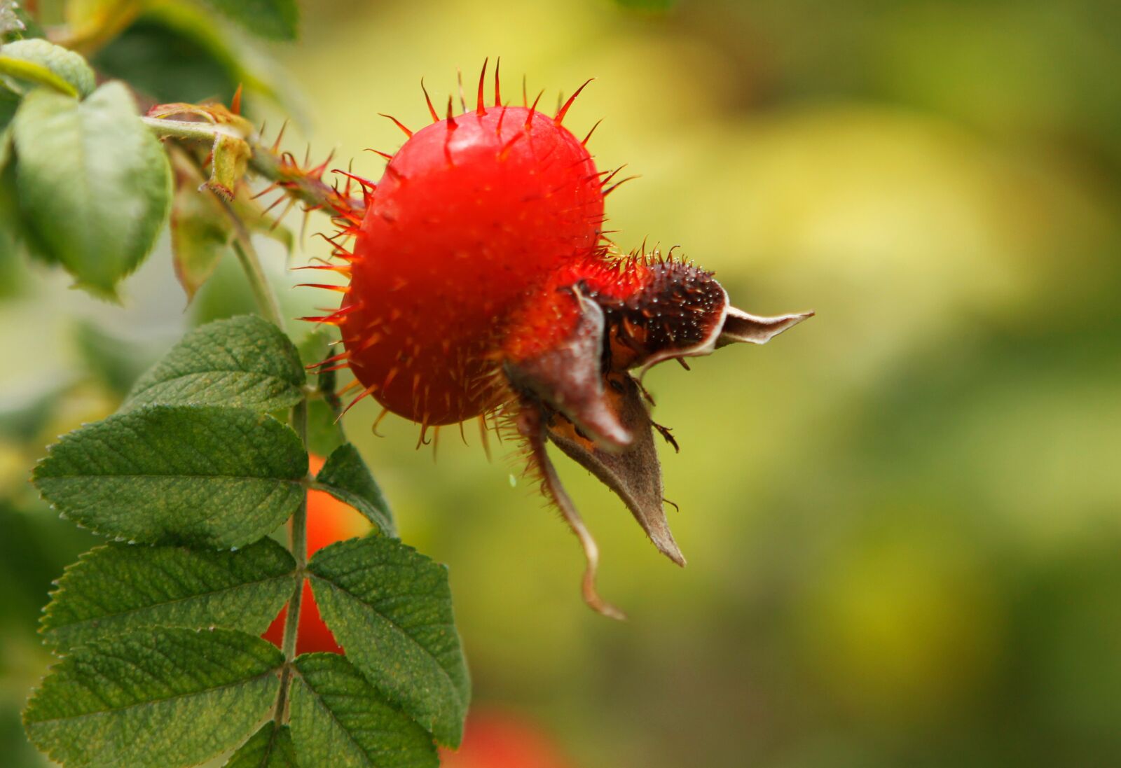 Canon EOS 50D sample photo. Rose hip, dog rose photography