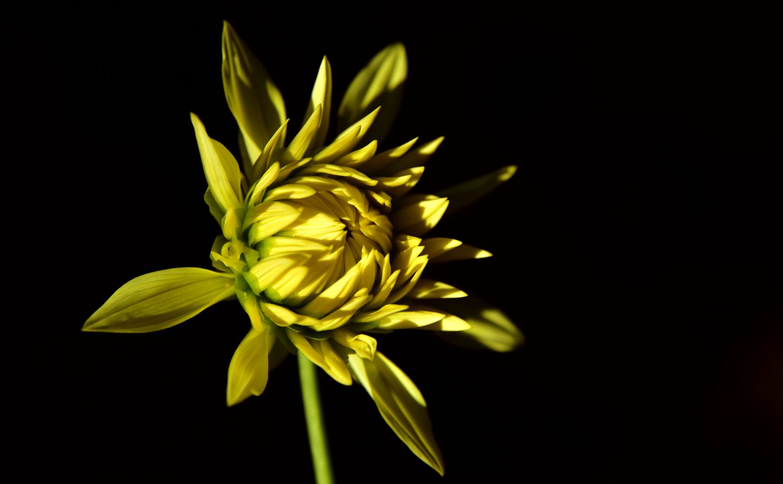 Nikon D750 sample photo. Dahlia, bud, blossom photography