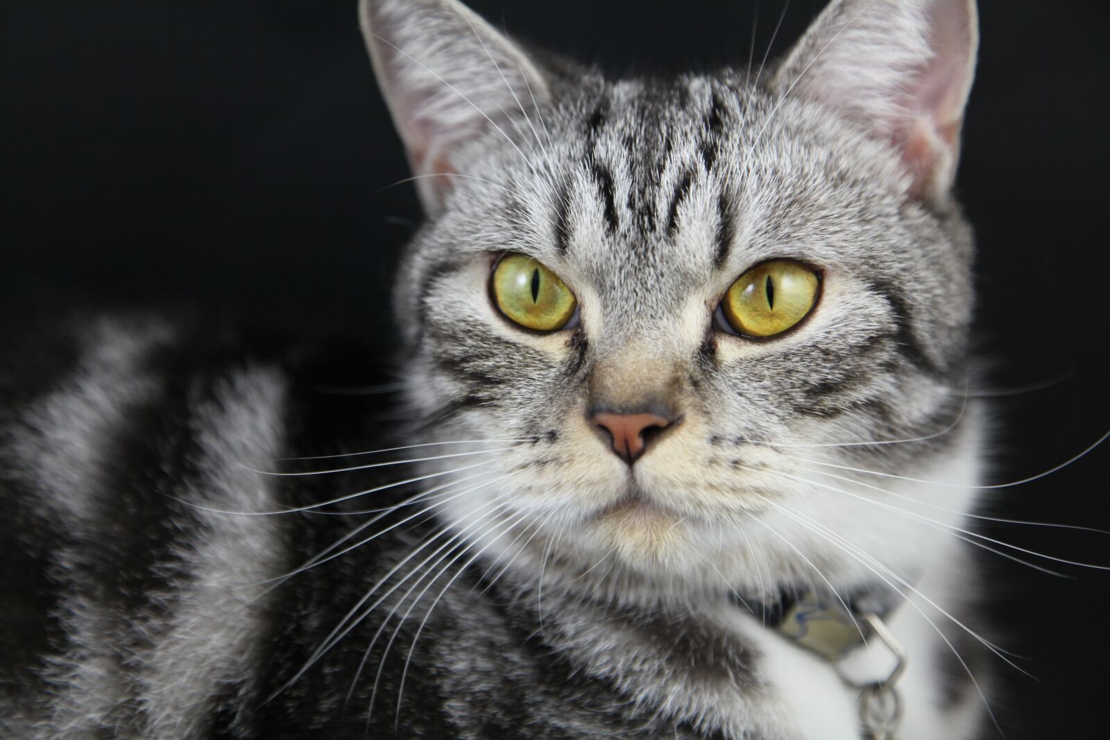 Canon EOS 5D Mark II sample photo. Kitten, cat, pet photography
