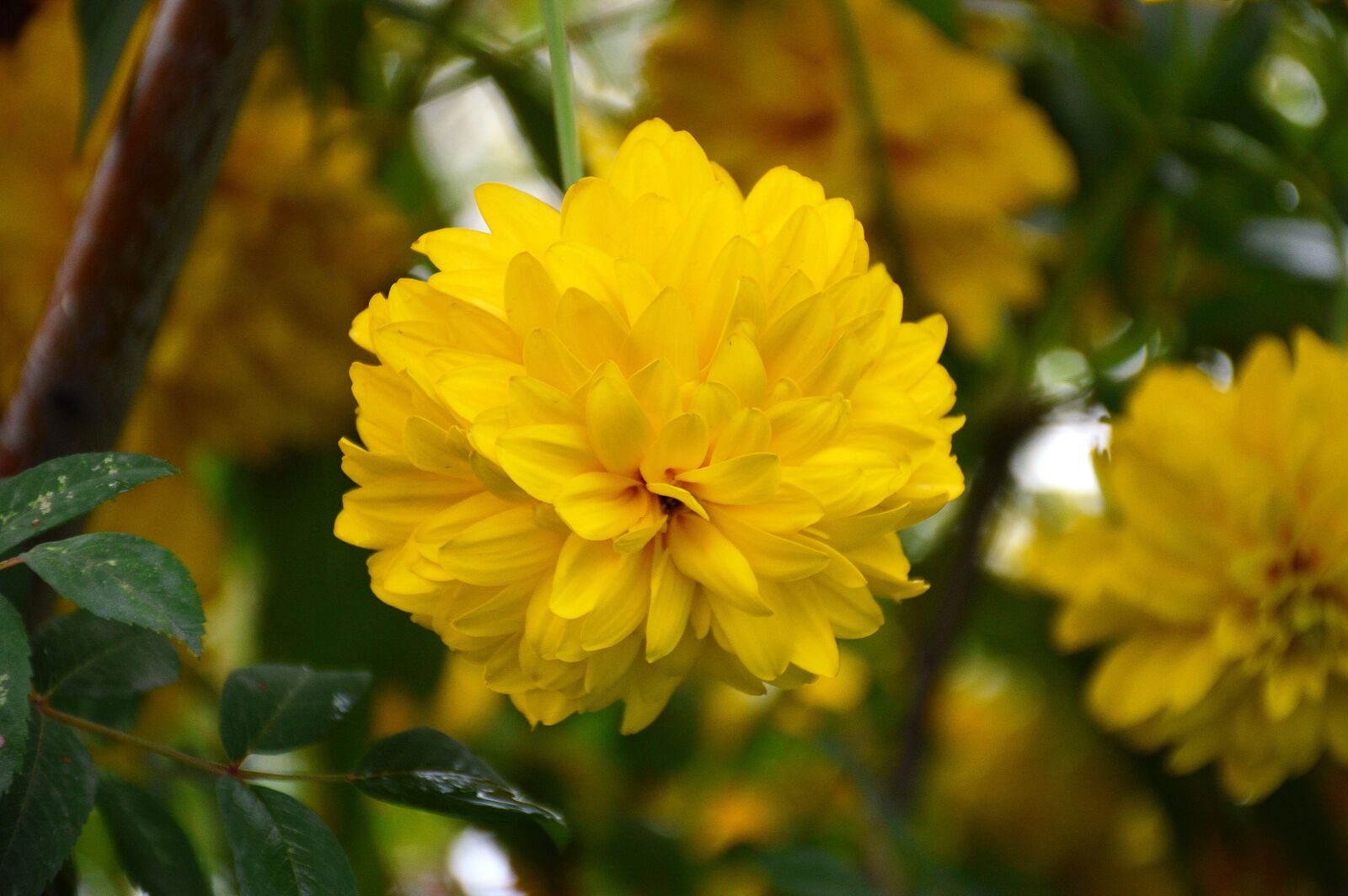 Nikon D3200 sample photo. Nature, plant, flower photography