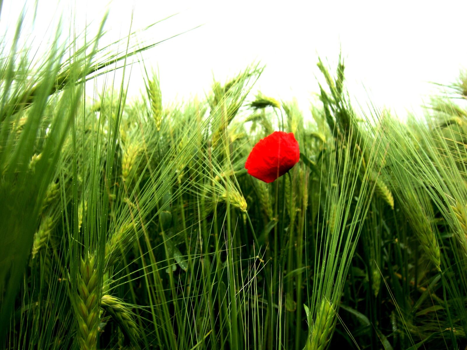 Sony DSC-T700 sample photo. Flower, field, red photography