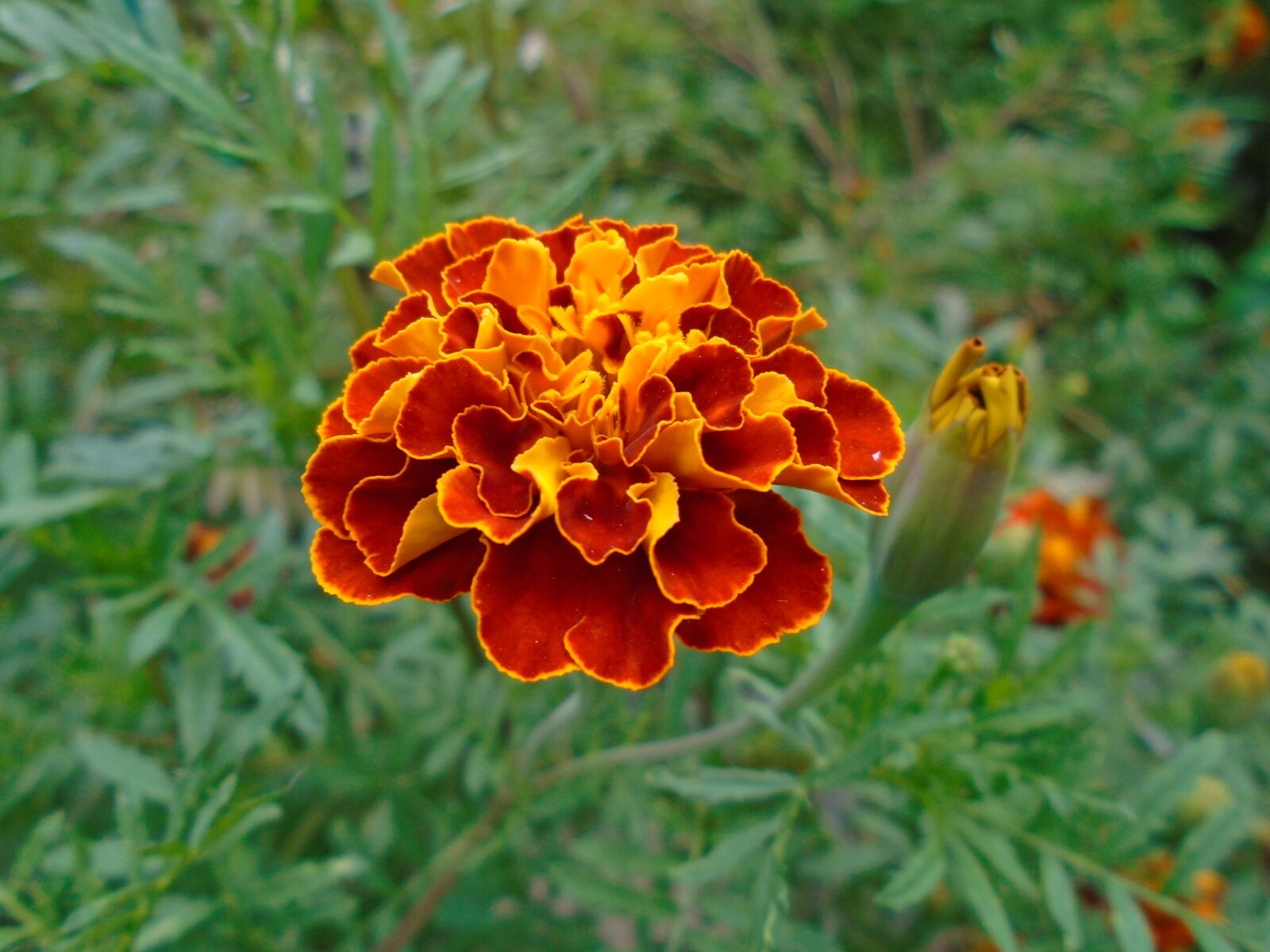 Sony Cyber-shot DSC-W800 sample photo. Flower, marigold, green photography