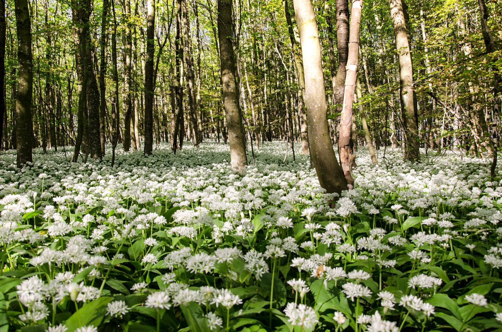Nikon D5100 sample photo. Bear's garlic, wild garlic photography