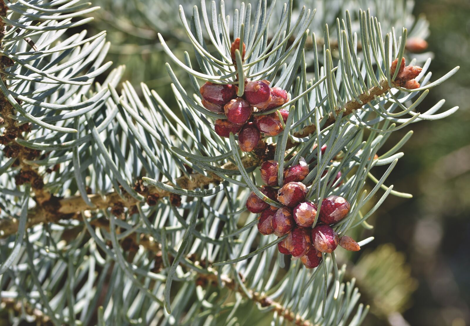 Nikon D7200 sample photo. Pine needles, pine cones photography