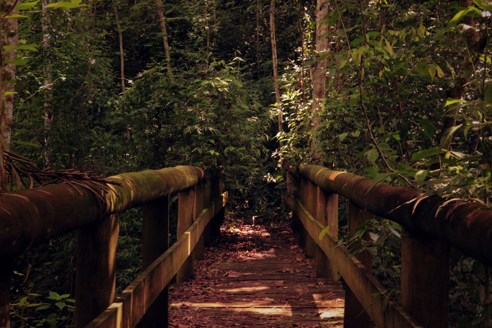 Canon EOS 100D (EOS Rebel SL1 / EOS Kiss X7) sample photo. Wooden, bridge, nature photography