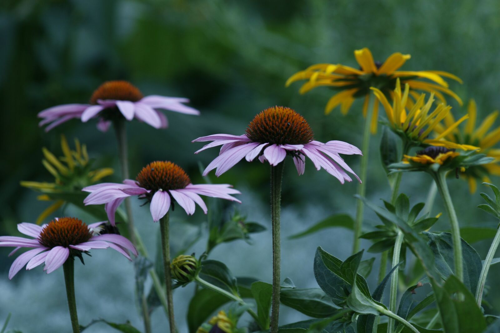 Canon EOS 30D sample photo. Marguerite, flower, garden photography